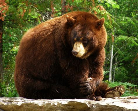 How To Tell Black Bears From Browngrizzly Bears North