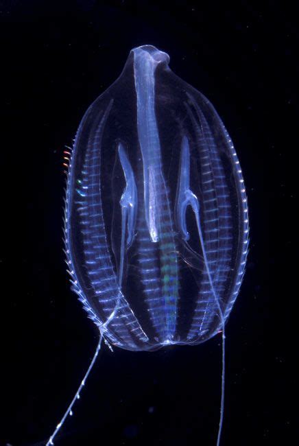 50 Species Are Known Of Comb Jelly Deep Sea Animals