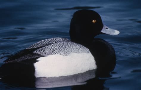 Lesser scaup drake and hen. Yellowstone's Photo Collection