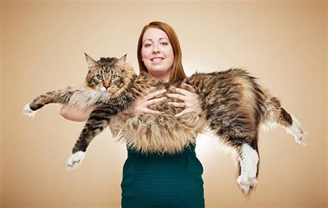 The Maine Coon The Biggest Domestic Cat In The World Maine Coon Expert