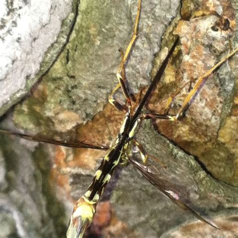 European Wood Wasp Laying Her Eggs Into The Tree Wood