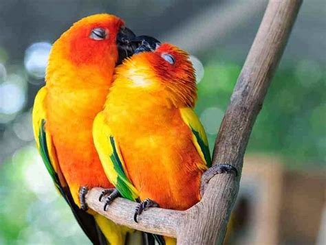 Lovable Images Birds And Animals Kissing Wallpapers Free Dw Beautiful