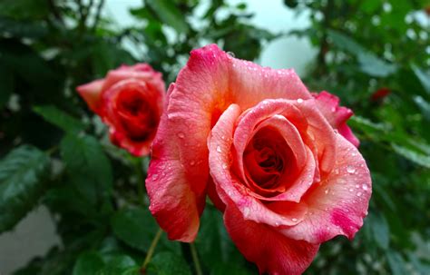 Fotos Gratis Florecer Rosado Naturaleza Flores De Rosas Verano Verde Belleza Rosa