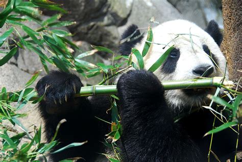 Panda Gigante Vida Em Destaque Fciências