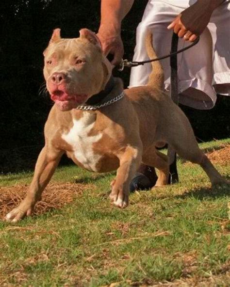 96 Best Pitbulls Pups Full Grown Images On Pinterest