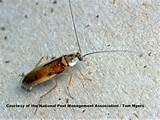 Kinds Of Cockroach Photos
