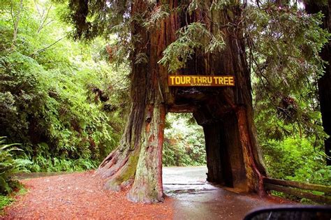 Klamath Drive Thru Tree 1 Giant Sequoia Trees Tree Earth Photography