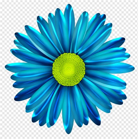 일반적인 데이지 블루 꽃 데이지 푸른 대칭 색깔 png PNGWing