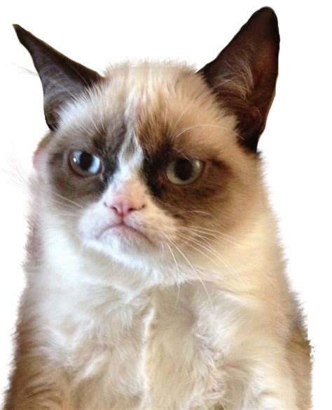 They are often called house here you can see and download free cat png images. Grumpy Cat Fun