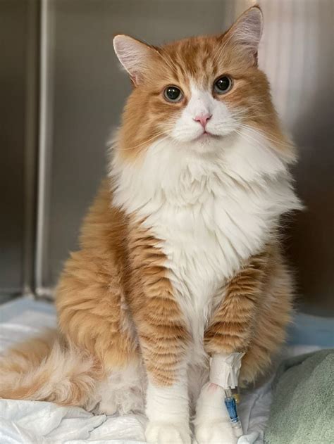 Urinary blockage in a cat. Here is my handsome boy before his urinary blockage ...