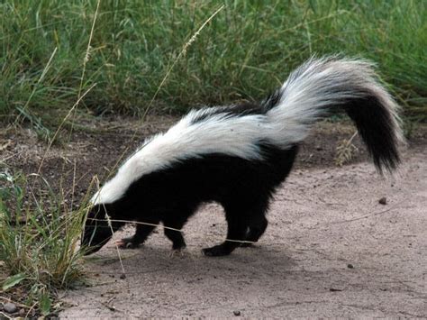 Gambá Dos Estados Unidos