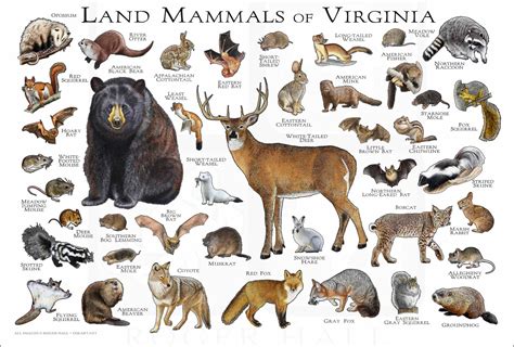 Mammals Of Virginia Poster Print Virginia Mammals Field Etsy Canada