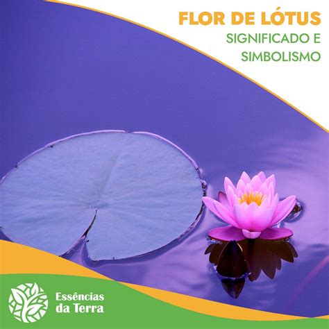 Flor De Lótus Significado E Simbolismo