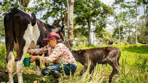 Actores del sector ganadero de la Amazonía ecuatoriana aprenden sobre