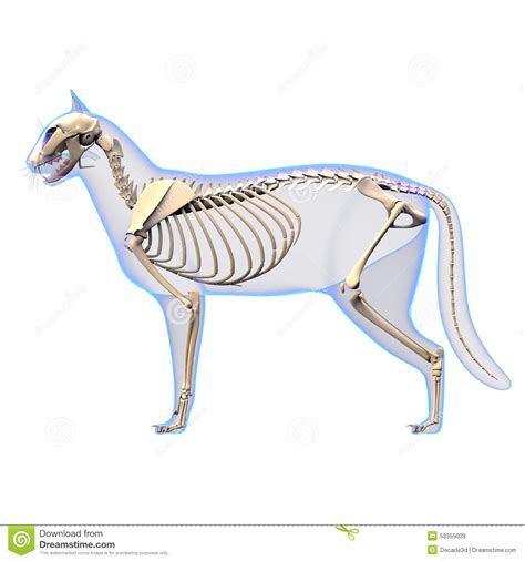 Cat Skeleton Anatomy - Anatomy Of A Cat Skeleton - Side View Stock