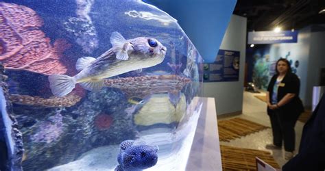 Dubuque Museum Exhibit To Open With 12 New Aquariums Potential For