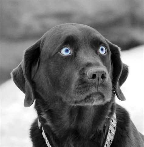 Yellow dogs with the telltale signs of liver, the pink/brown nose and the hazel/green/yellow eyes. Pin by Morgan Allen on Eyes | Yellow lab puppies, Black ...