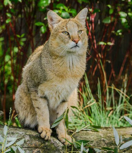 Great Picture Of A Jungle Cat With 15 Facts Poc