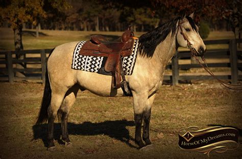 For sale to a loving home: Quincy | Horse of My Dreams