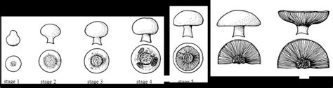 Development Stages Of Button Mushroom Adapted From Hammond And Nichols