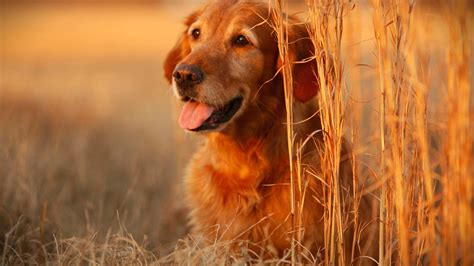 Dog Screensavers And Wallpaper 59 Images