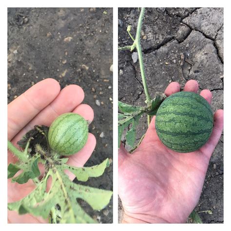 The Growth Of My Sugar Baby Watermelon From 9 Days Ago And Today R