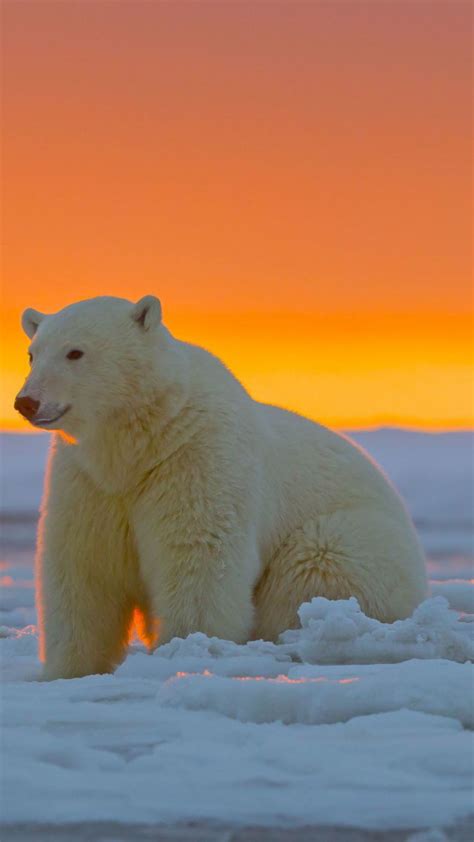 Polar Bear Alaska Snow Pinteres