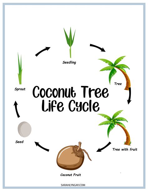 Coconut Tree Coconut Tree Life Cycle Instant Download Stem Etsy Canada
