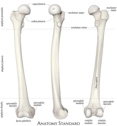 Right Femur Skeleton Anatomy Anatomy Art Bones