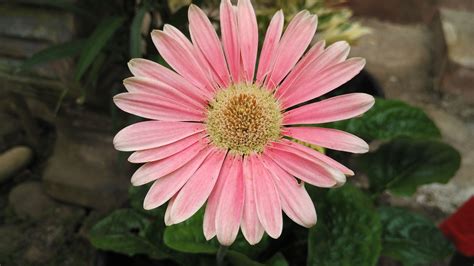 Jual bibit bunga camelia warna ping dengan harga rp17.500 dari toko online distributor bibit online, kota kediri. Kembaran Bunga Matahari Sunflower Twin Steemit