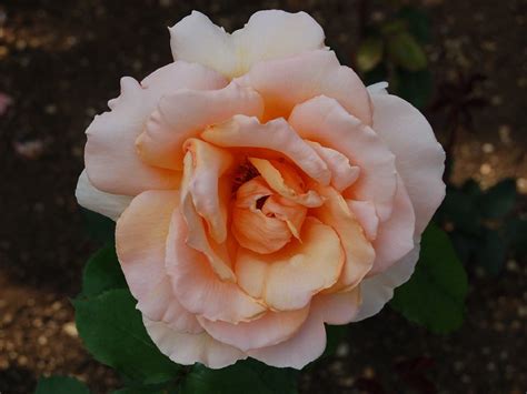 Rosa Cultivar Rosaceae Iii Growing In The Lasker Memoria Flickr