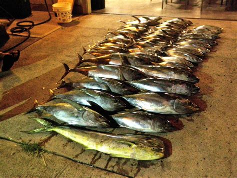 Ma Worms Philippines Tuna Handline Rigs Fs Bloodydecks
