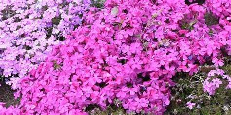 The List Of How To Propagate Creeping Phlox