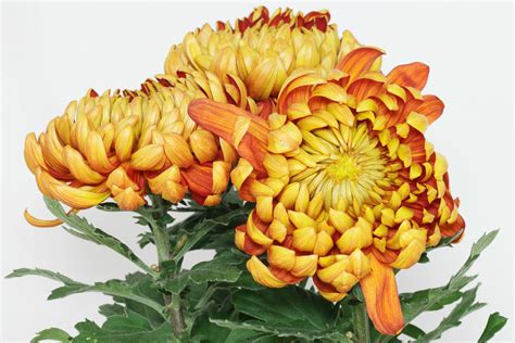 Chrysanthemum Indicum Hybrids Common Name S Chrysanthemums Synonyme S