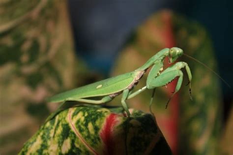 Nama Nama Hewan Dari Huruf C Lengkap Dengan Gambar Dan Penjelasan | Nama-Nama Hewan