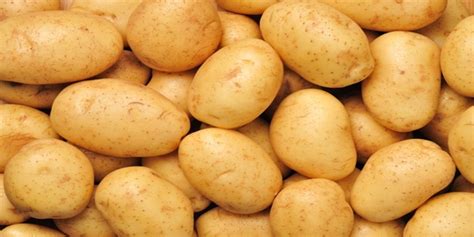 Usda Approves 2 New Varieties Of Gmo Potatoes The Liberty Beacon