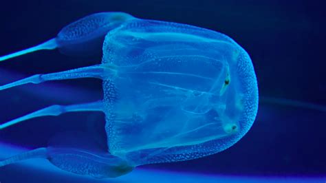 The box jellyfish has surprisingly stereotypic set of 24 eyes with each rhopalium carrying 6 eyes of although the jellyfish eyes do not form images the way our eyes do but they are highly sensitive to. Box jellyfish have 24 floating eyes, but four of them are more important than the others