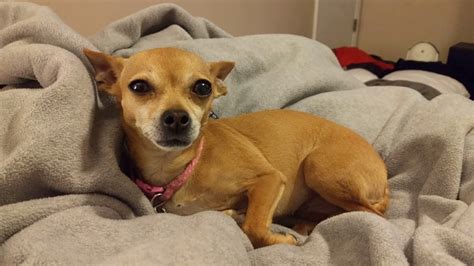 100 pictures of cute girls. cutest chihuahua ever... Nacho! - YouTube