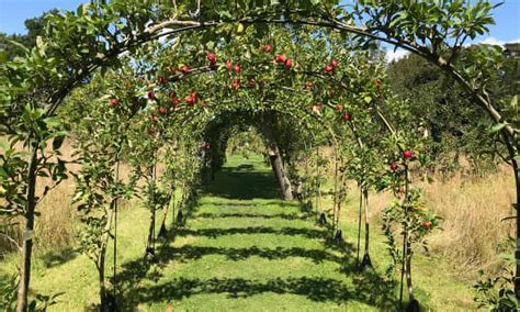 National Trust Visitors Get Windfall As Apple Orchards Produce Bumper