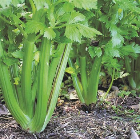 Green Utah Celery Plants 10 Plants By Plant Theory £599