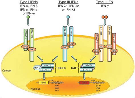 A Model Of The Ifn L Receptor Signaling Pathway The Type I Type Ii My