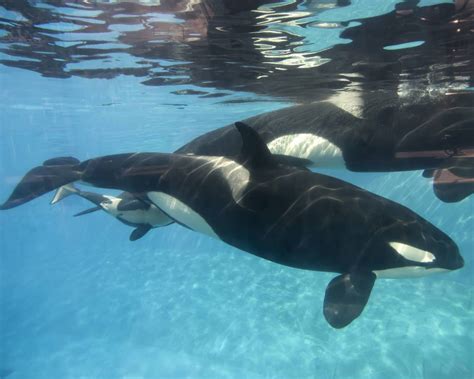 Washington State Moves To Protect Endangered Killer Whales Kqed