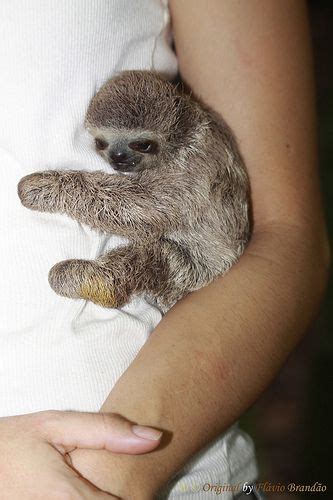Cuddle Sloth Cute Baby Sloths Baby Animals Super Cute Cute Baby Animals