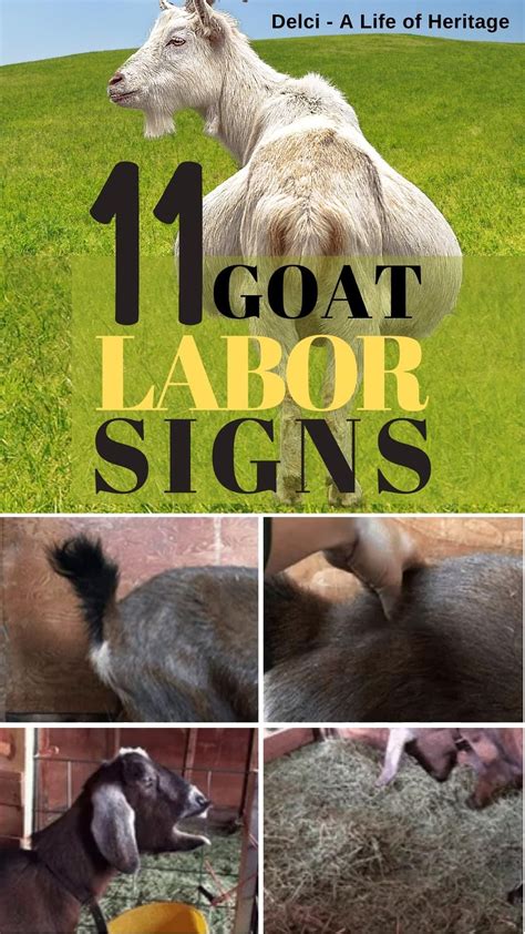 11 Goat Labor Signs You Need To Know Artofit