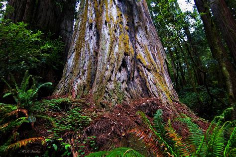 Hyperion Redwood Worlds Tallest Redwood National Park