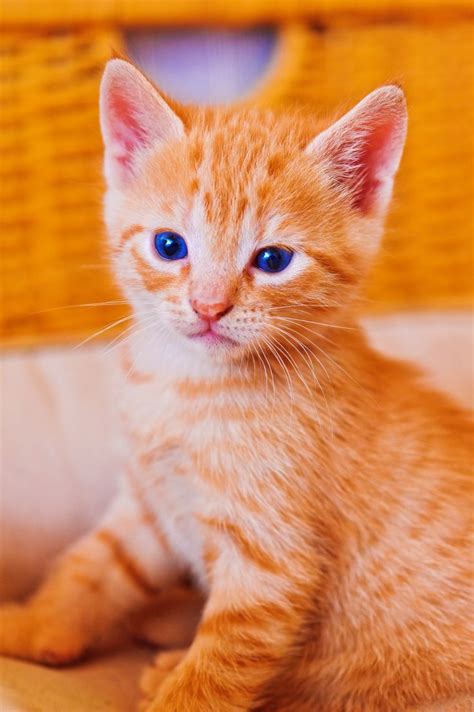 17 Best Images About Orange Kittens On Pinterest Sad Kitty