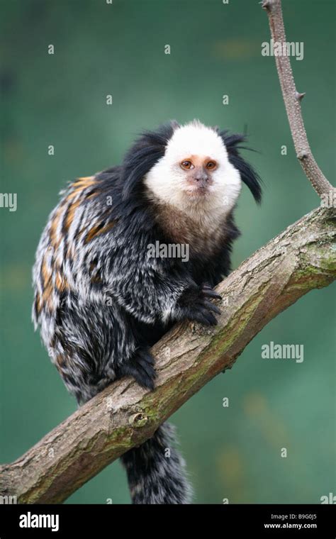 Branch White Headed Marmoset Callithrix Geoffroyi Vigilance Animal