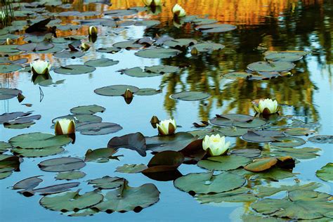 Water Lily Pond Water Lily Pond Botanical Art Linares Fine Art