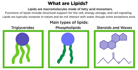 What Are Lipids Structure Function Expii