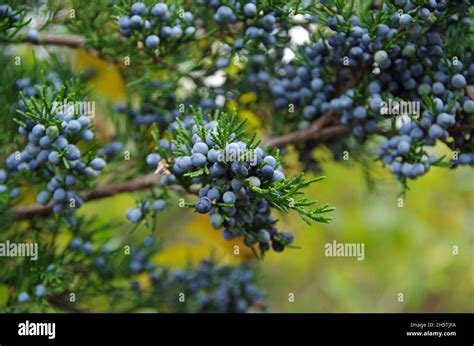 Juniper Berries On A Juniper Tree Branch Stock Photo Alamy